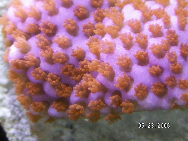 RudyCDX1 Reef
