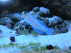 WATCHMAN GOBY