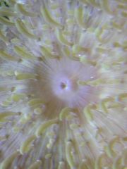 macro on seabae anemone