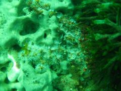 Some polyps/corals/sponges.