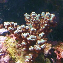 SPS bottlebrush coral