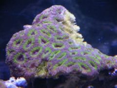 Purple and green Acan