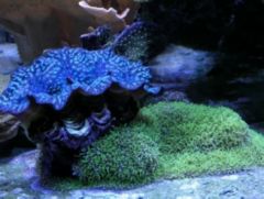 Clam and Green Star polyps
