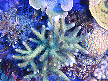 coraltop2