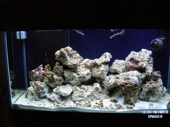 Rioreef's 90g Oceanic Reef Tank