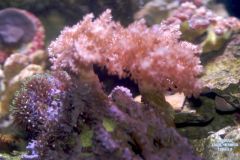 Star polyps and spaghetti finger coral