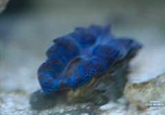 Gorgeous Blue Clam