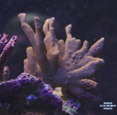 Mystery Coral #2
