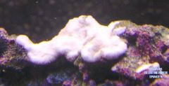 Mystery Coral #1