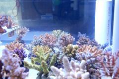 Corals tank shot.jpg
