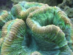 My favorite coral