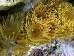 yellow polyps that seem to grow fast for me