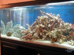 Tank with new tonga branches