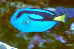 Purty Hippo Tang