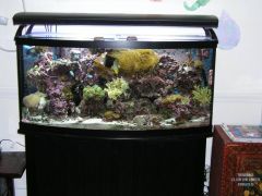Aquarium Front