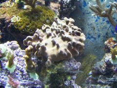 encrusting coral