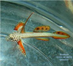 spike fin goby
