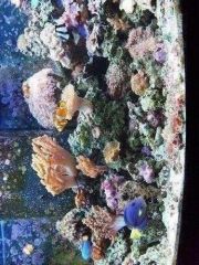 close up of corals