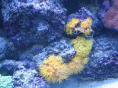 Sun corals on 3-24-2007