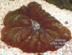 Cynarina Meat Coral