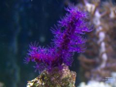 CMAS Picnic Purple Gorgonian