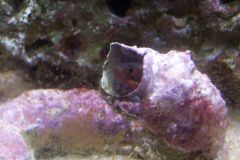 90g Tail Spot Blenny in Coco Worm
