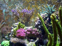 corals 1