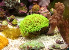 Yellow polyp and eight-star GSP rock