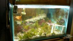 fish tank 011.JPG