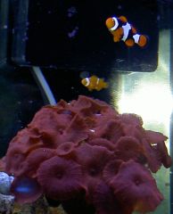 clownfish1