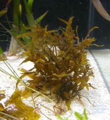 Sargassum sp.