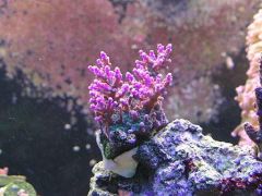 Coral for ID