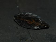 Mussel Pic 2