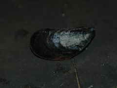 Mussel Pic 1