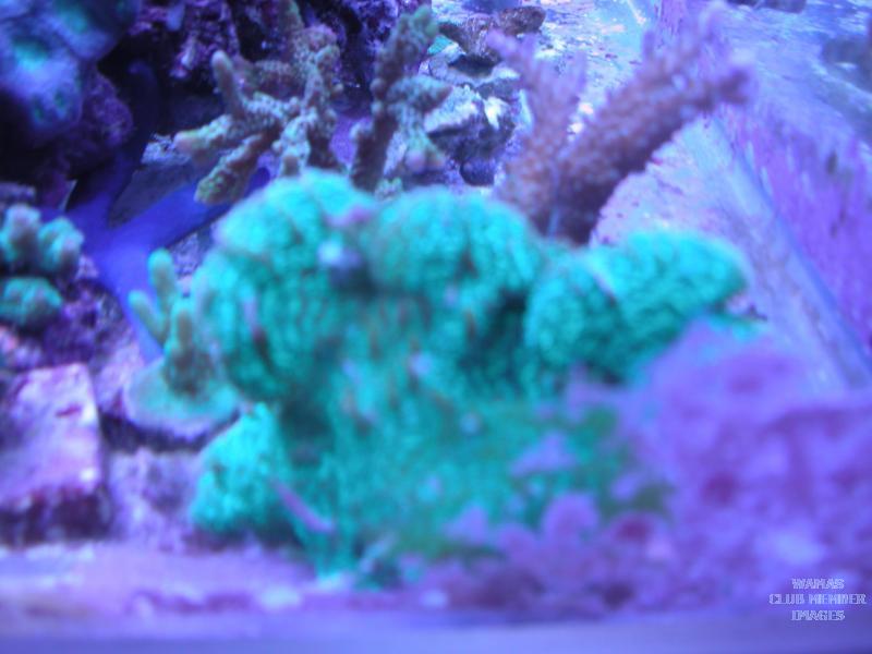 CORALS FOR SALE