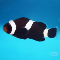 Black MisBar Clown Fish
