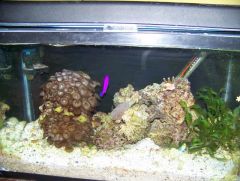 jawfish tank