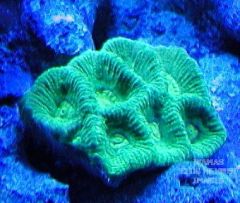 NEON green coral