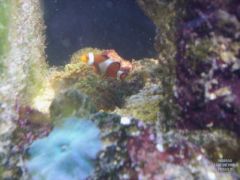 clownfish in a mushroom