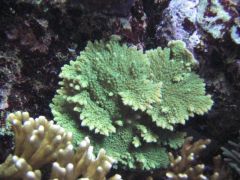 green coral