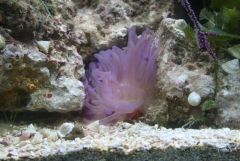Purple Condylactis Anemone (my first)