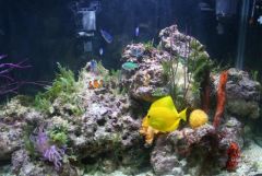Yellow tang & Chromis in the display