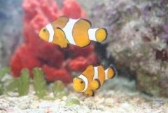False Percula clownfishes, juvenile pair
