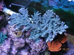 Blue body and green/yellow polyps Milli
