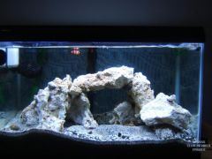 Izzy and Dad ten gallon