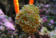 Branching hammer coral frag (from Steve Outlaw)