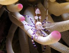Periclimenes yucatanics  shrimp