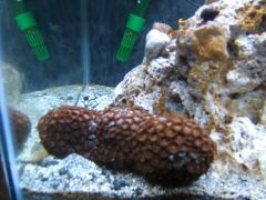 zoas.jpg