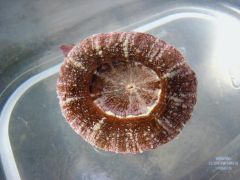 Scolymia australis - Ultimate Grade