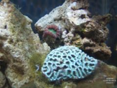 new coral